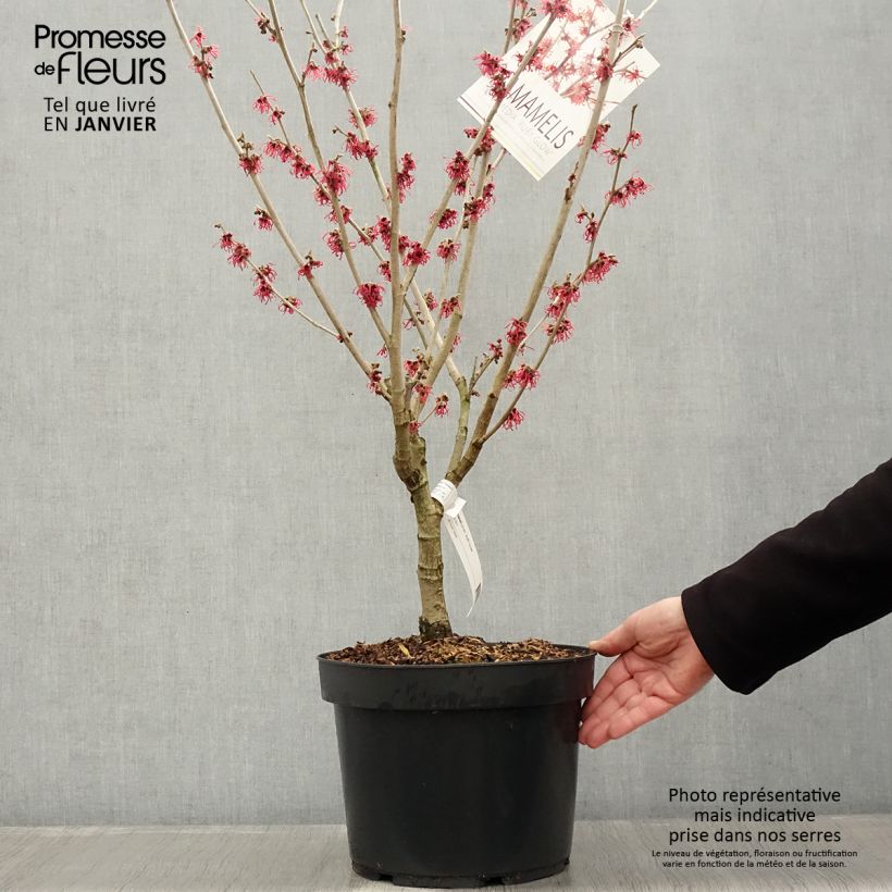 Spécimen de Hamamelis Intermedia Ruby Glow en pot de 6L tel que livré en hiver