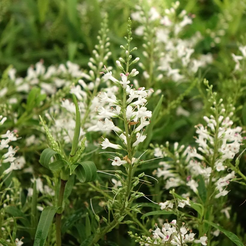 Hebe Kirkii - Véronique arbustive (Floraison)