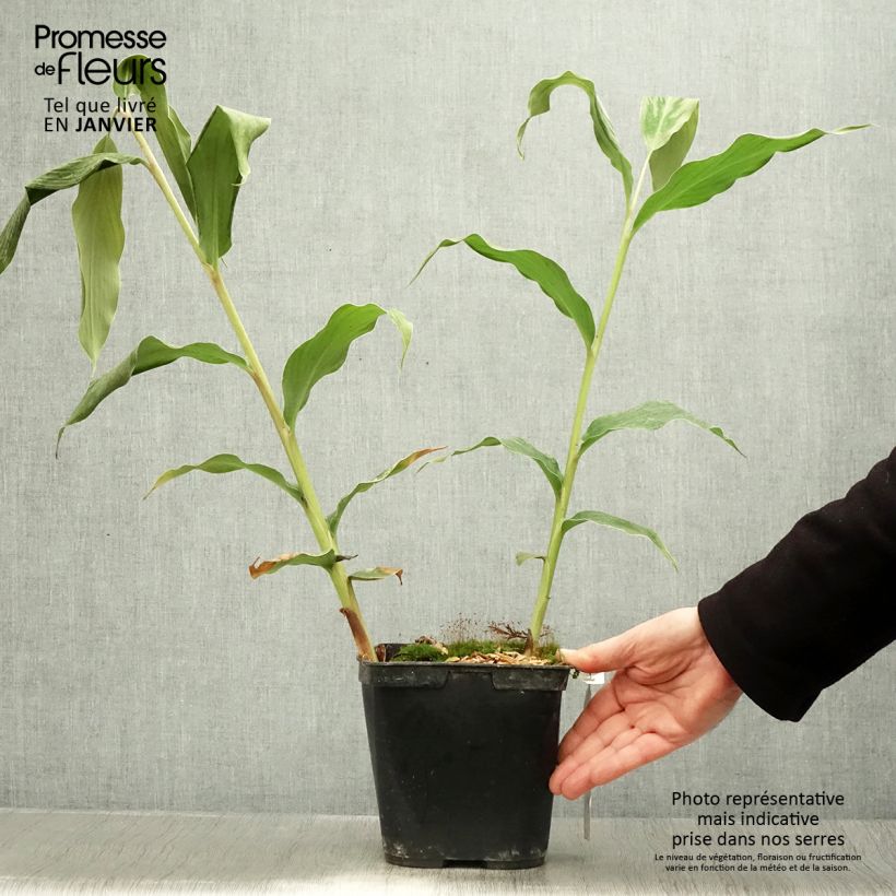 Spécimen de Hedychium gardnerianum - Longose en pot  Pot de 3L/4L tel que livré en hiver