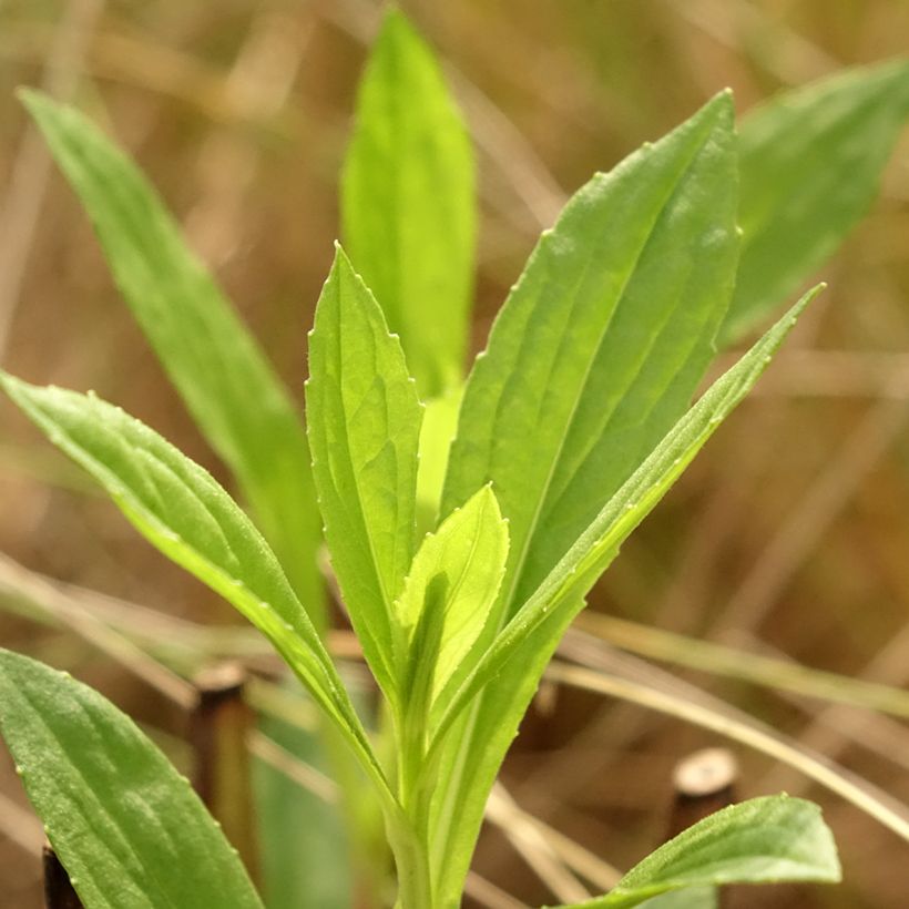 Helenium Kugelsonne - Hélénie (Feuillage)