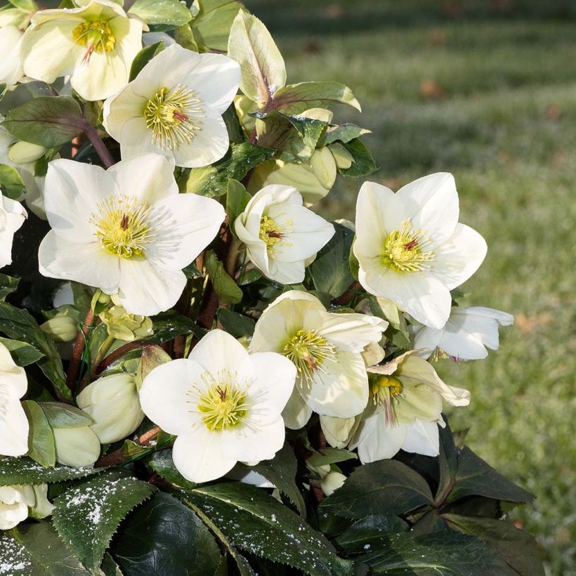 Hellébore Ice n'Roses White (Floraison)