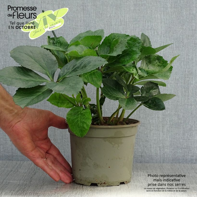 Spécimen de Hellebore orientale ViV Diana - pot de  2L/3L tel que livré en automne