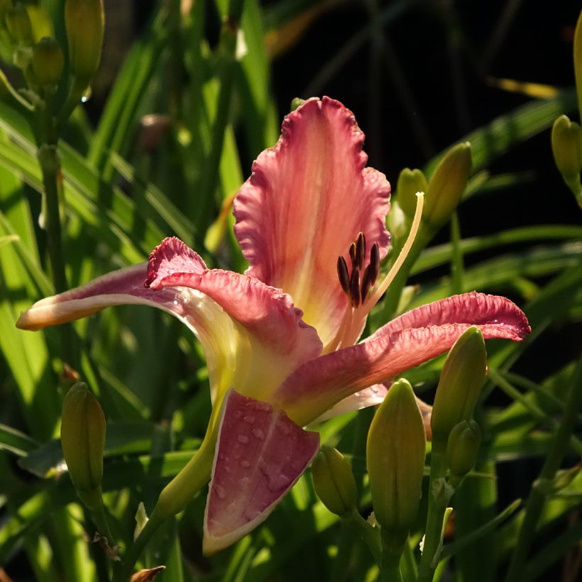 Hémérocalle Mildred Mitchell - Lis d'un Jour  (Floraison)