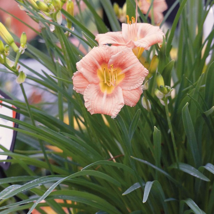 Hemerocallis Everydaylily Rose - Lis d'un jour  (Port)