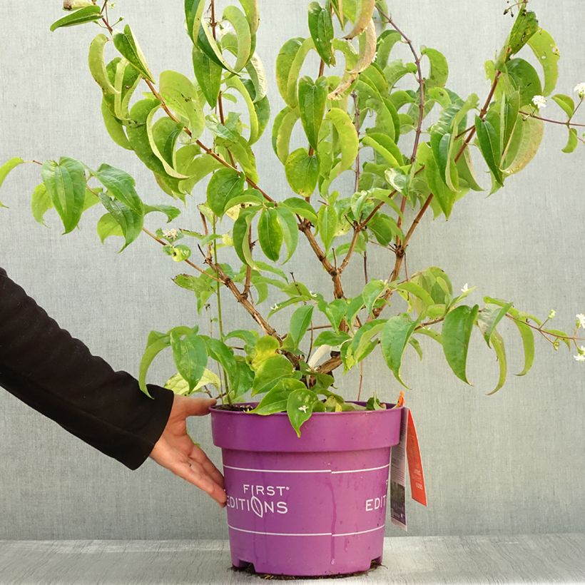 Spécimen de Heptacodium miconioides Tianshan en pot de 7,5l/10l tel que livré en automne