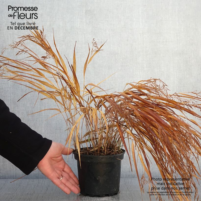 Spécimen de Herbe du Japon - Hakonechloa macra Albostriata en pot de 2l/3L tel que livré en automne