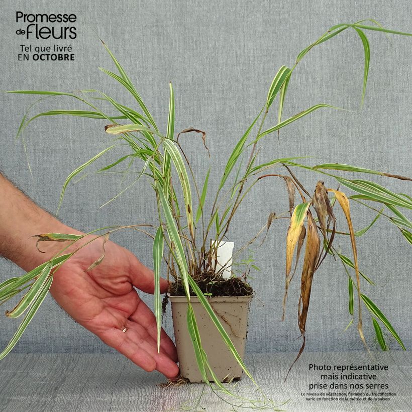 Spécimen de Herbe du Japon - Hakonechloa macra Albostriata Godet de 9cm tel que livré en automne