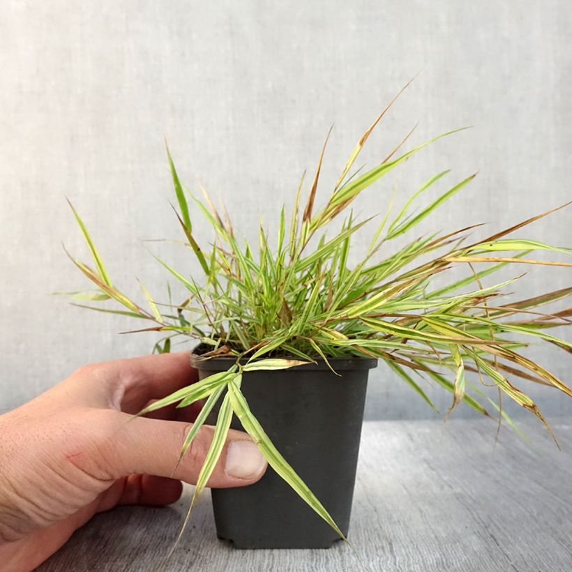 Spécimen de Herbe du Japon - Hakonechloa macra Mulled Wine en godet 8/9cm tel que livré en automne