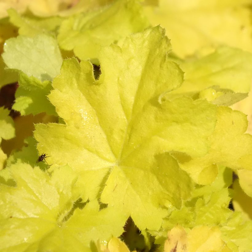 Heuchera citronelle (Feuillage)