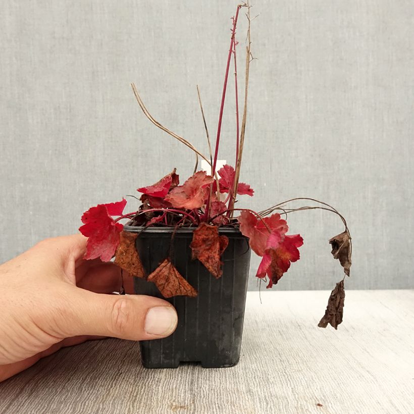 Spécimen de Heuchera Little Cutie Blondie - Heuchère hybride.en godet de 9 cm tel que livré en automne