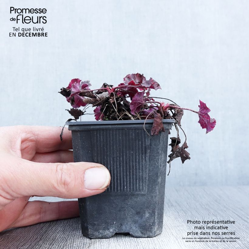 Spécimen de Heuchera micrantha Cappuccino - Heuchère bronze Godet de 8 cm tel que livré en automne