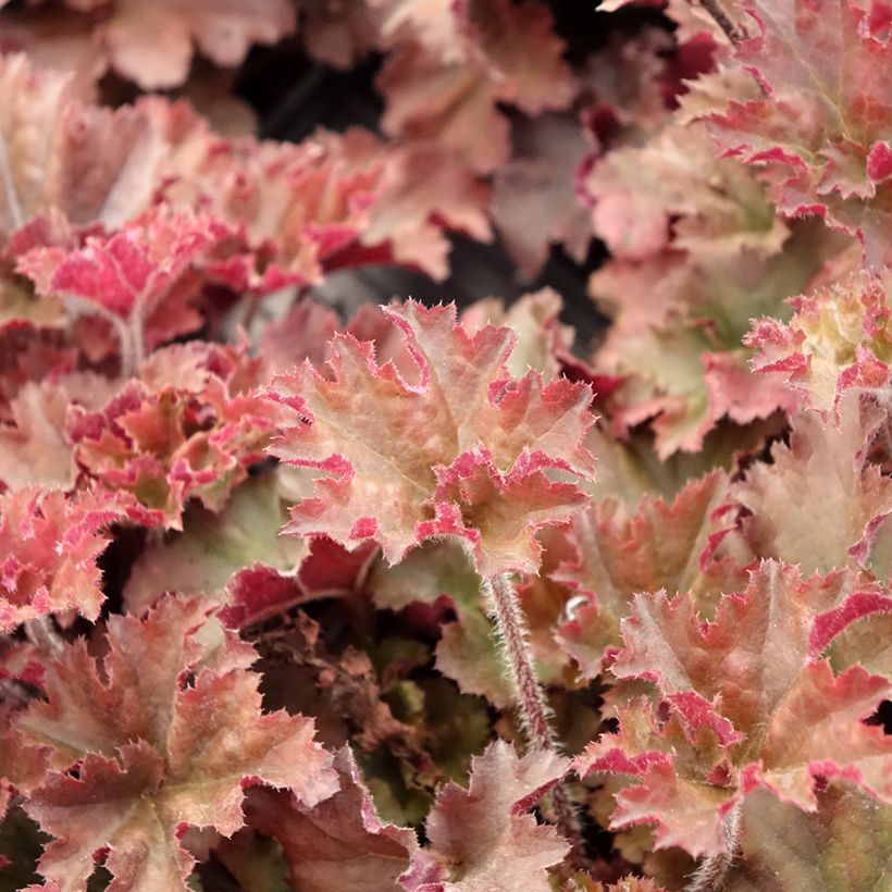 Heuchera micrantha Cappuccino - Heuchère bronze (Feuillage)