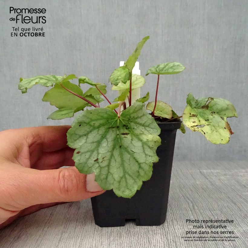 Spécimen de Heuchère - Heuchera americana Dales Strain Godet de 8/9cm tel que livré en automne