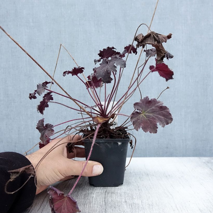 Spécimen de Heuchère - Heuchera Binoche Godet de 9cm tel que livré en automne