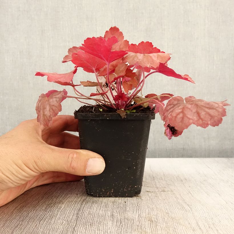 Spécimen de Heuchère, Heuchera Georgia Peach Godet de 9cm tel que livré en automne