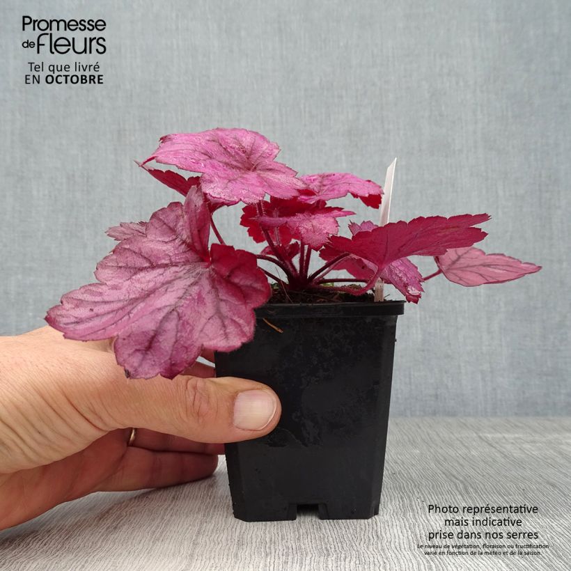 Spécimen de Heuchère - Heuchera Georgia Plum tel que livré en automne