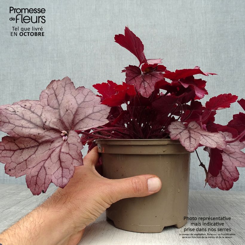 Spécimen de Heuchère - Heuchera Georgia Plum tel que livré en automne