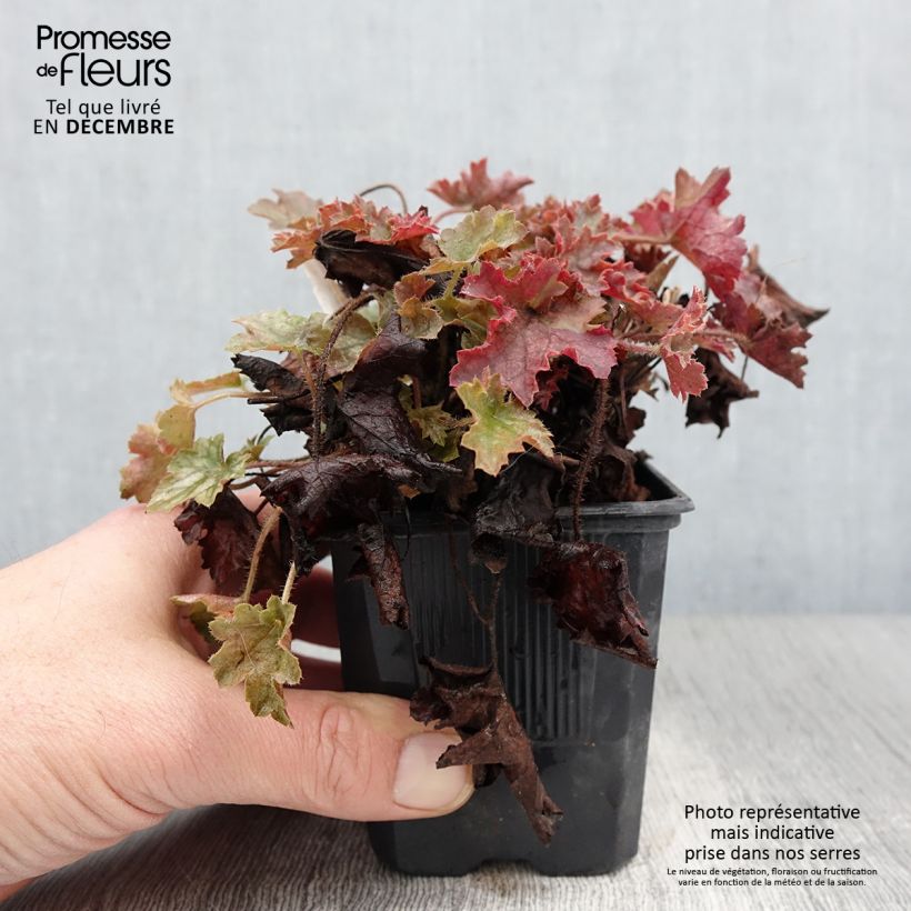 Spécimen de Heuchère - Heuchera Ginger Ale Godet de 9cm tel que livré en automne