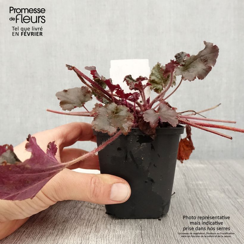 Spécimen de Heuchère - Heuchera L. Dark Secret - godet de 8/9cm tel que livré en hiver