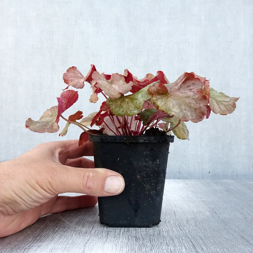 Spécimen de Heuchère - Heuchera Pinot Gris Godet de 9cm tel que livré en automne