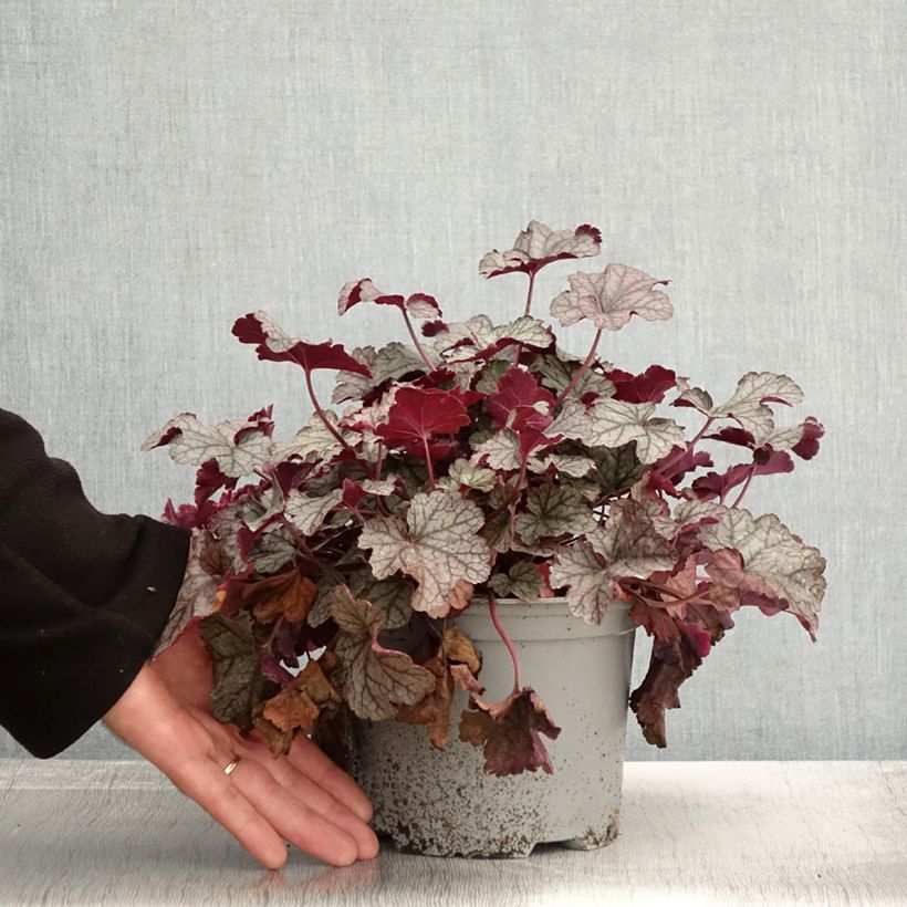 Spécimen de Heuchère - Heuchera Silver Scrolls - Pot de 2L/3L tel que livré en automne