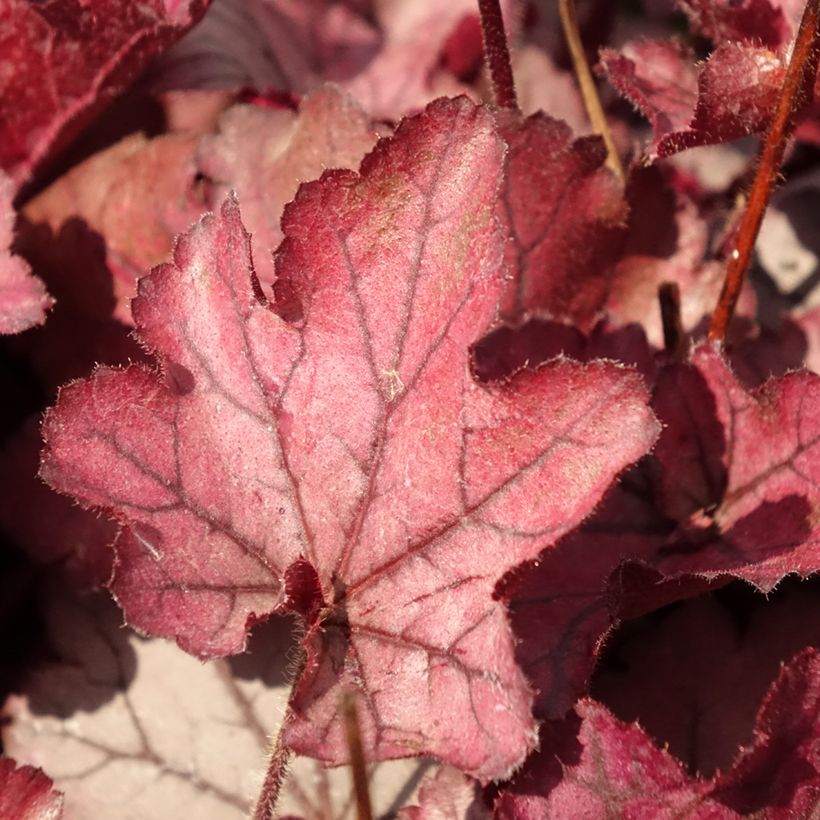 Heuchère - Heuchera Spellbound (Feuillage)