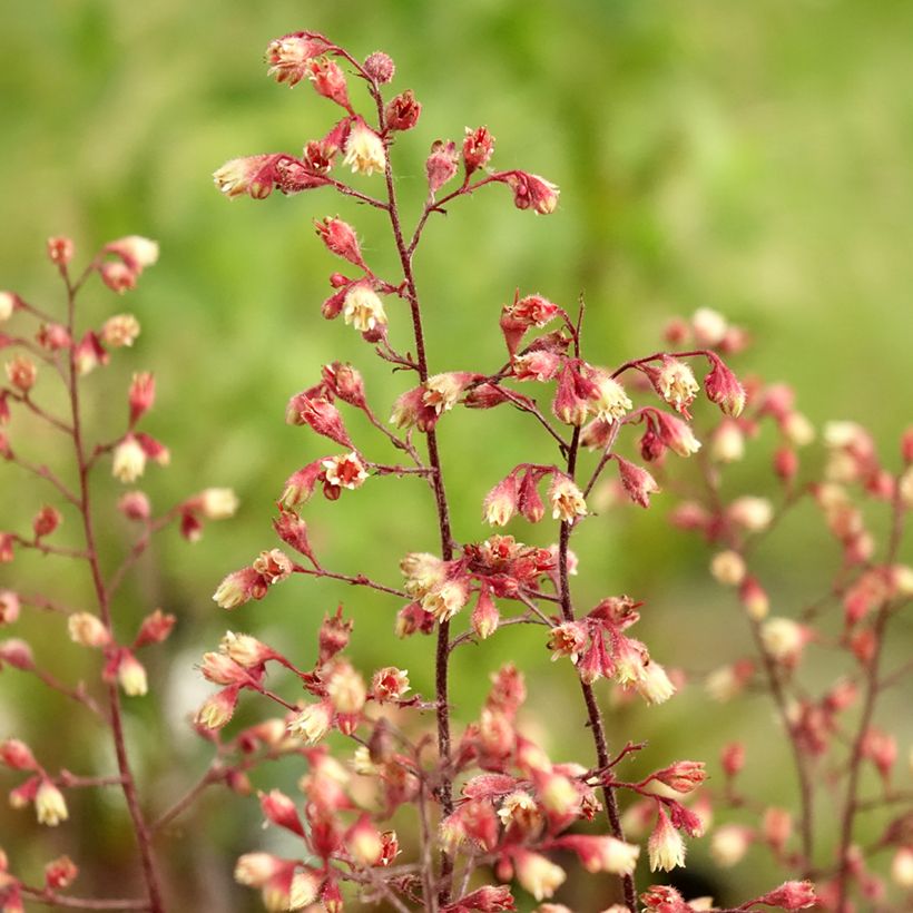 Heuchère - Heuchera Spellbound (Floraison)