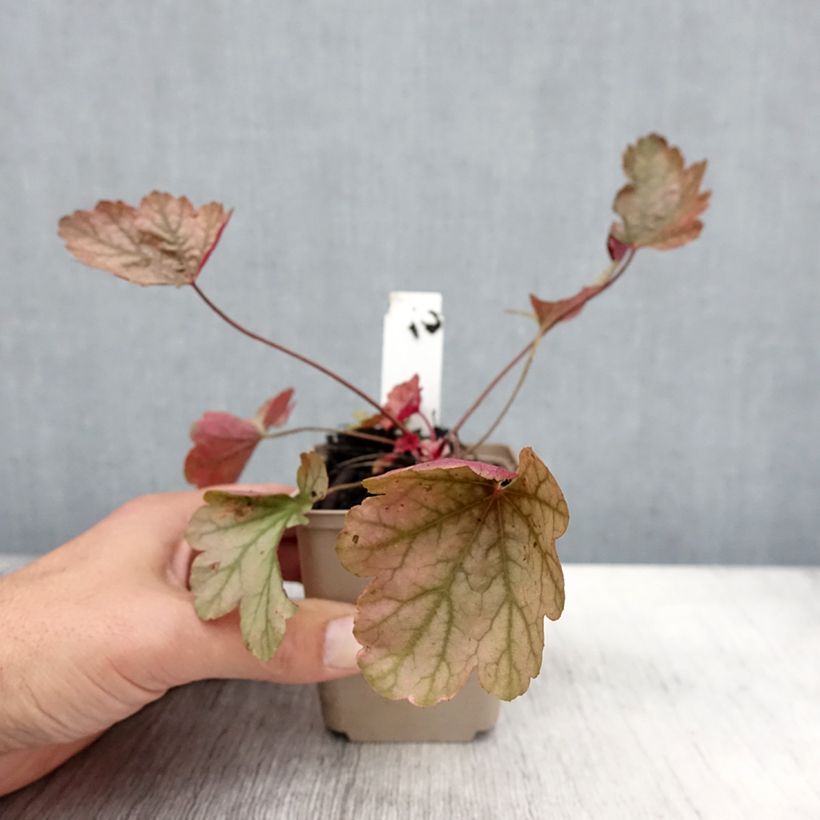 Spécimen de Heuchère - Heuchera Vienna Godet de 9cm tel que livré en automne