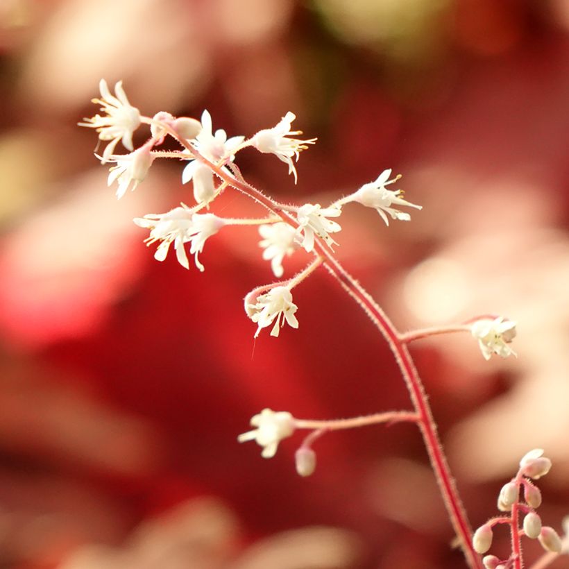 Heucherella Buttered Rum (Feuillage)