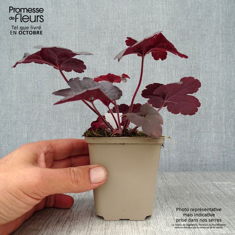 Spécimen de Heucherella Onyx Godet de 9cm tel que livré en automne