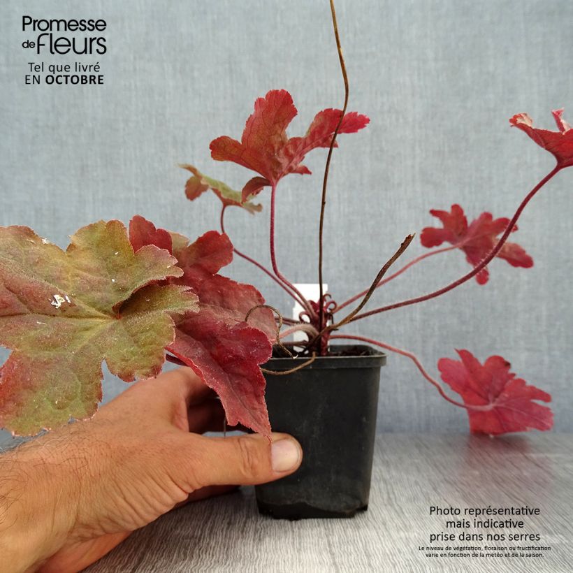 Spécimen de Heucherella Red Rover Godet de 9cm tel que livré en automne