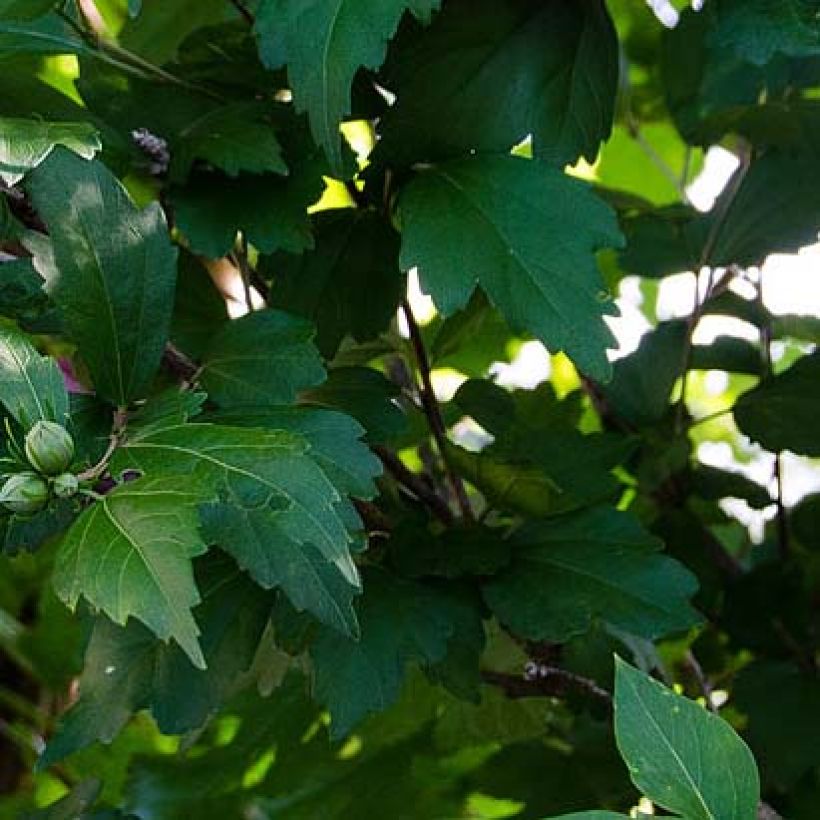 Hibiscus syriacus Freedom - Althéa (Feuillage)