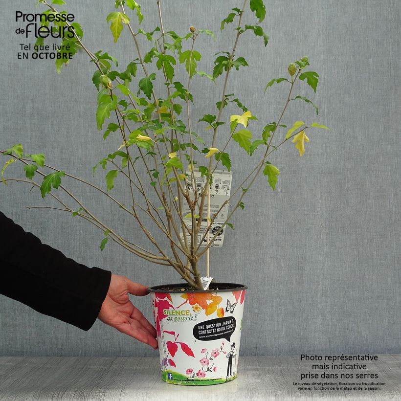 Spécimen de Hibiscus syriacus Pinky Spot pot 4L./5L. - Althéa rose tel que livré en automne