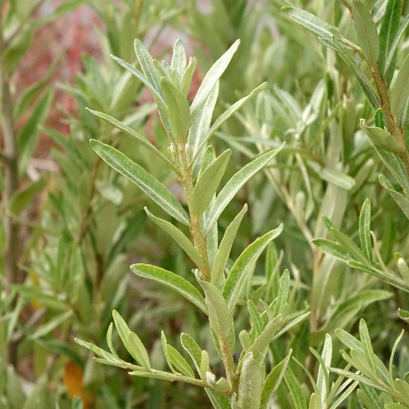 Hippophae rhamnoides Orange Energy - Argousier  (Feuillage)