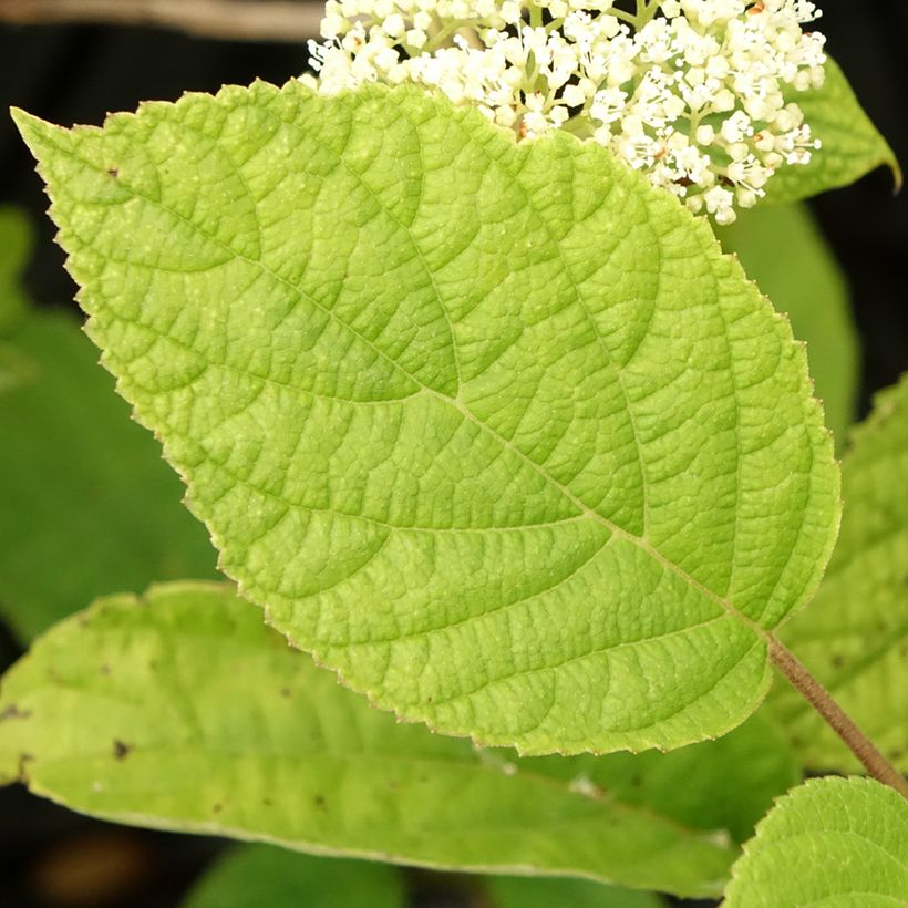 Hortensia arborescens Hills Of Snow (Feuillage)