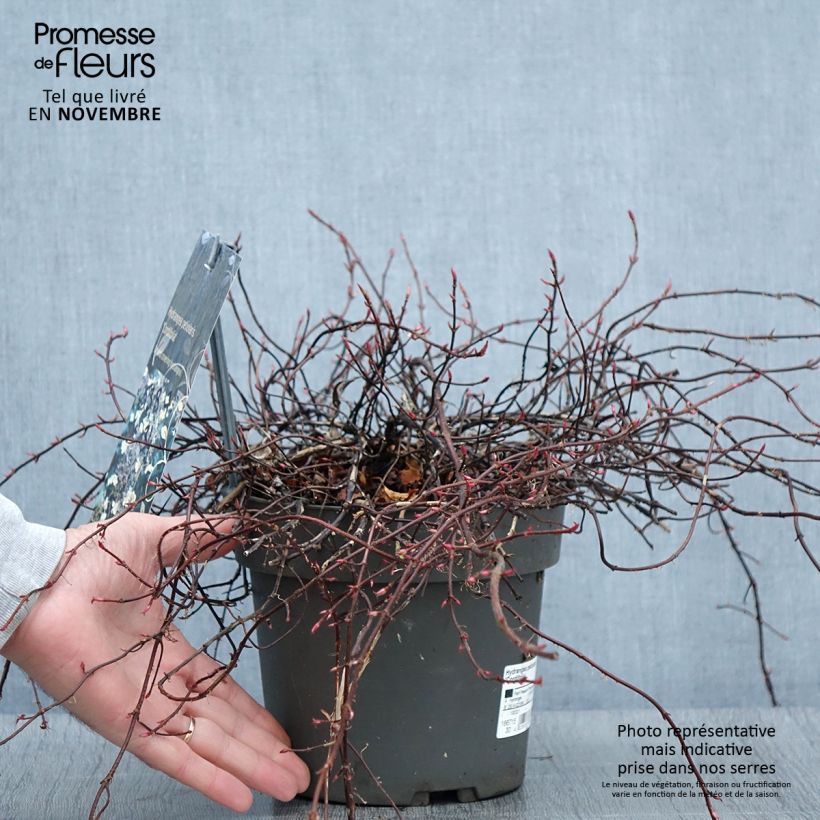 Spécimen de Hortensia grimpant - Hydrangea petiolaris Cordifolia tel que livré en automne
