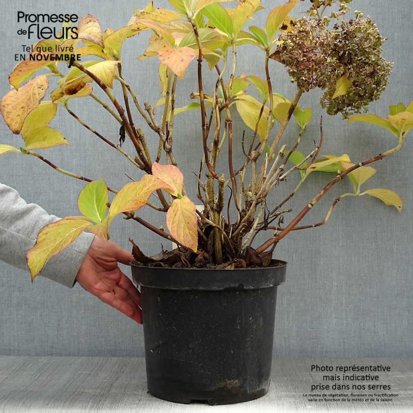 Spécimen de Hortensia - Hydrangea macrophylla Ayesha 40/50cm en pot de 10L tel que livré en automne