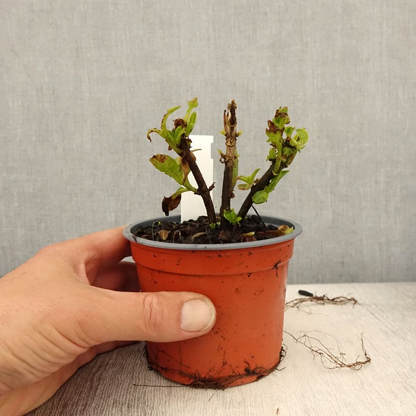 Spécimen de Hortensia - Hydrangea macrophylla Caipirinha tel que livré au printemps