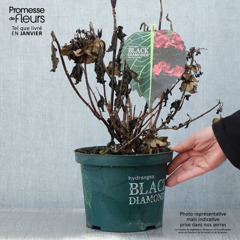 Spécimen de Hortensia - Hydrangea macrophylla Dark Angel Purple (Black Diamonds) Pot de 5L tel que livré en hiver