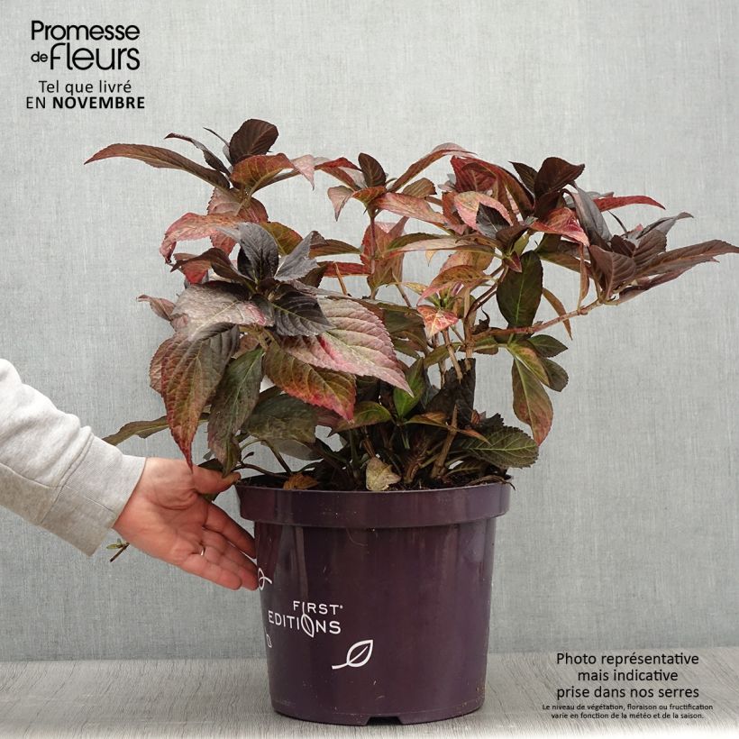 Spécimen de Hortensia - Hydrangea macrophylla Eclipse tel que livré en automne