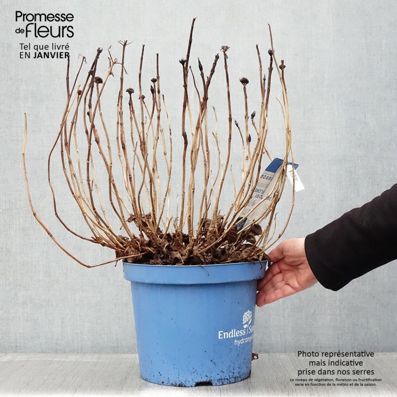 Spécimen de Hortensia - Hydrangea macrophylla Endless Summer The Original (bleu) tel que livré en hiver