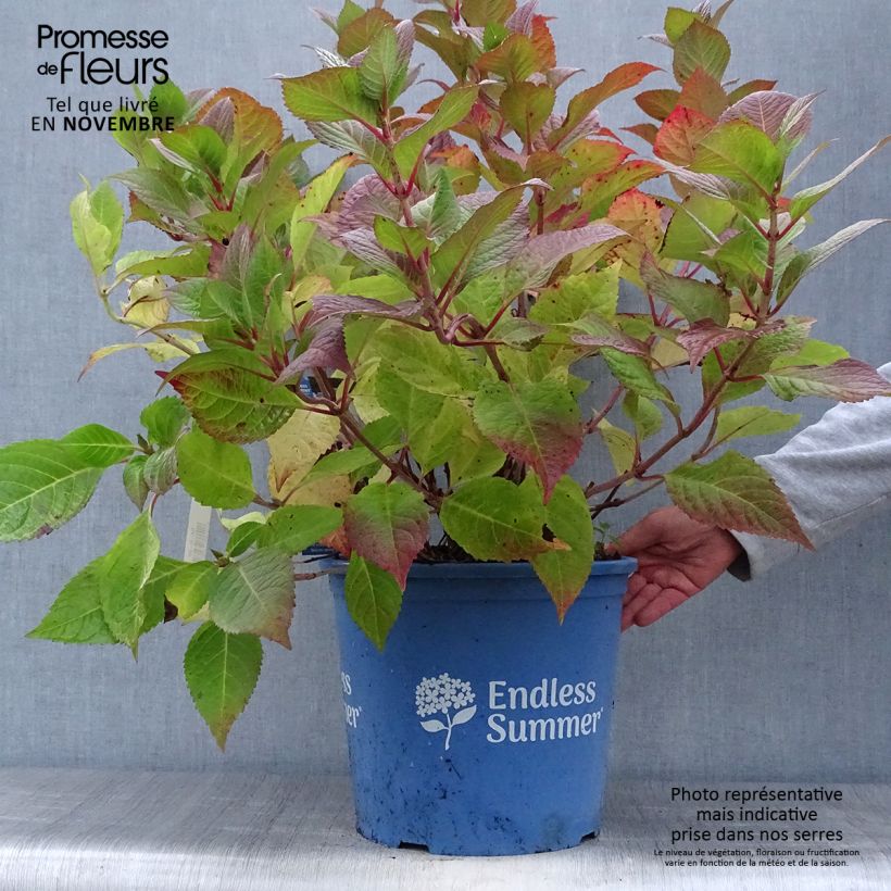 Spécimen de Hortensia - Hydrangea macrophylla Endless Summer Twist and Shout tel que livré en automne