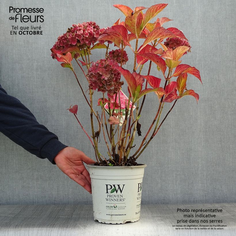 Spécimen de Hortensia - Hydrangea macrophylla Flair & Flavours' Sweet Cupcake tel que livré en automne