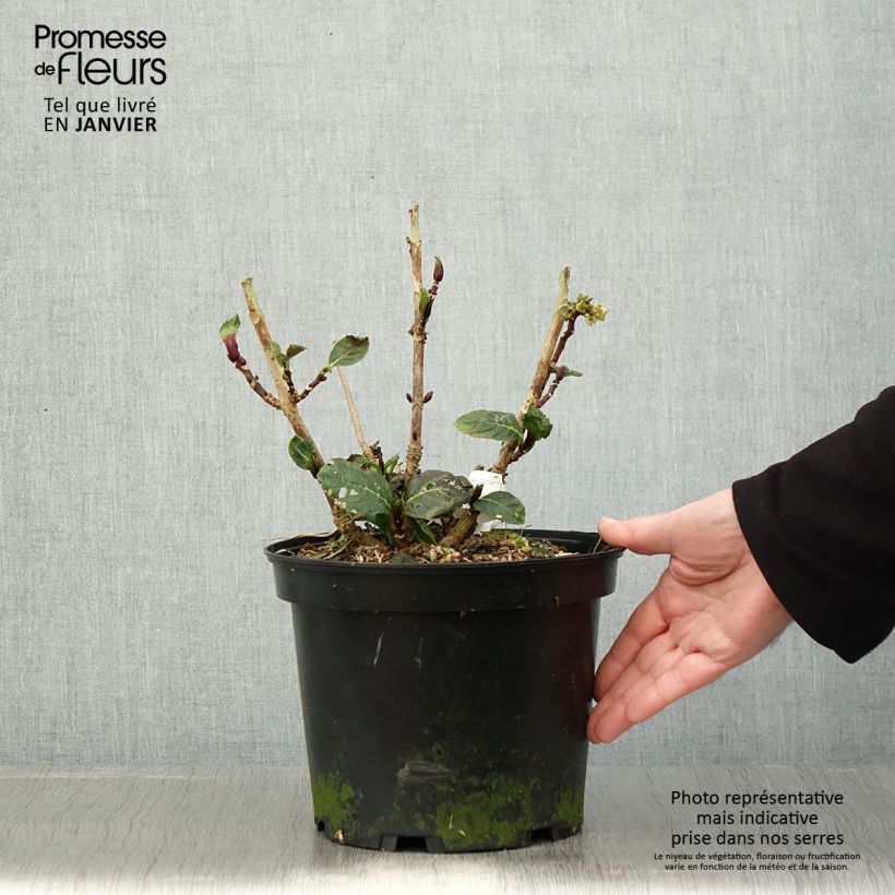 Spécimen de Hortensia - Hydrangea macrophylla Green Ever Belles tel que livré en hiver
