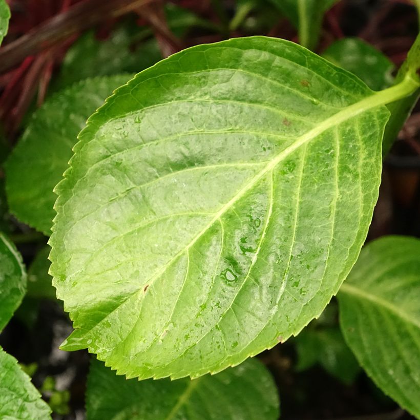 Hortensia - Hydrangea macrophylla Kazan (Feuillage)