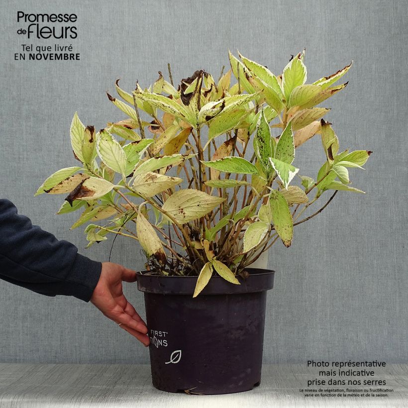 Spécimen de Hortensia - Hydrangea macrophylla Light'o'Day tel que livré en automne