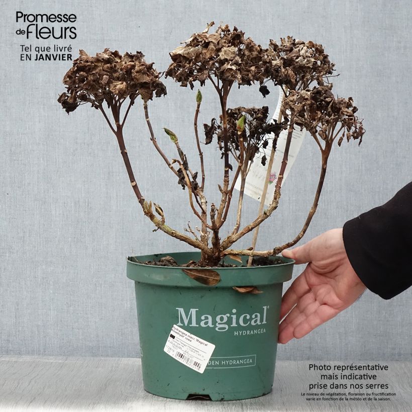 Spécimen de Hortensia - Hydrangea macrophylla Magical Amethyst tel que livré en hiver