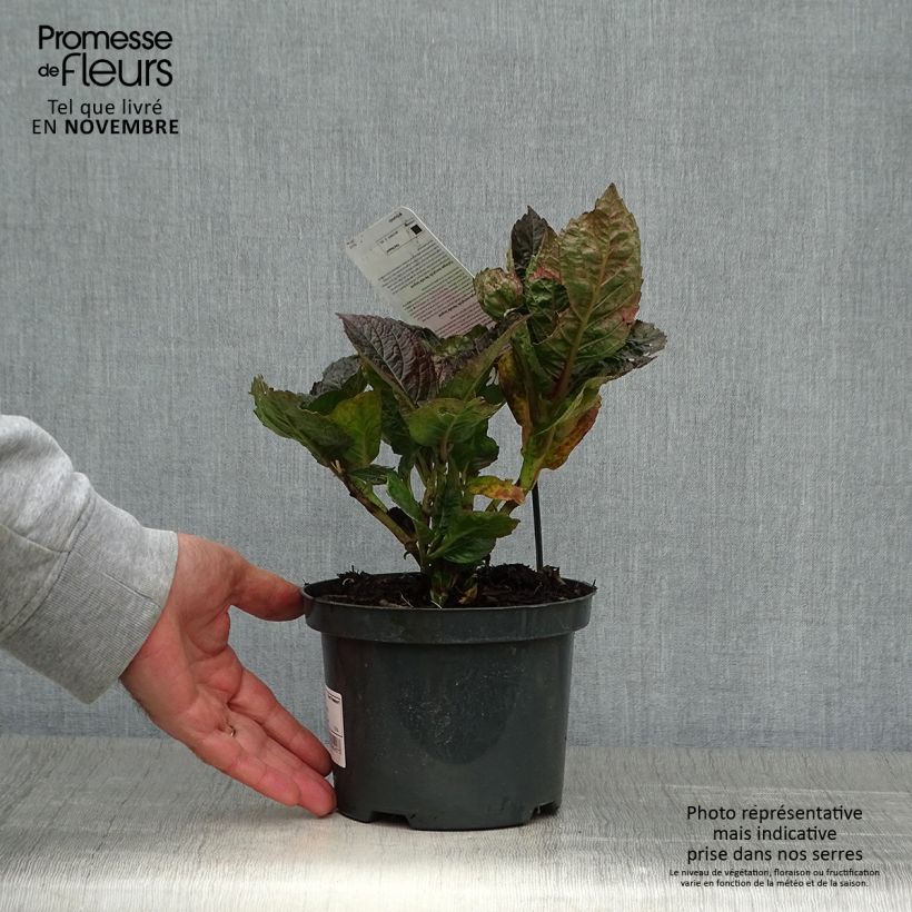 Spécimen de Hortensia - Hydrangea macrophylla Merveille Sanguine tel que livré en automne