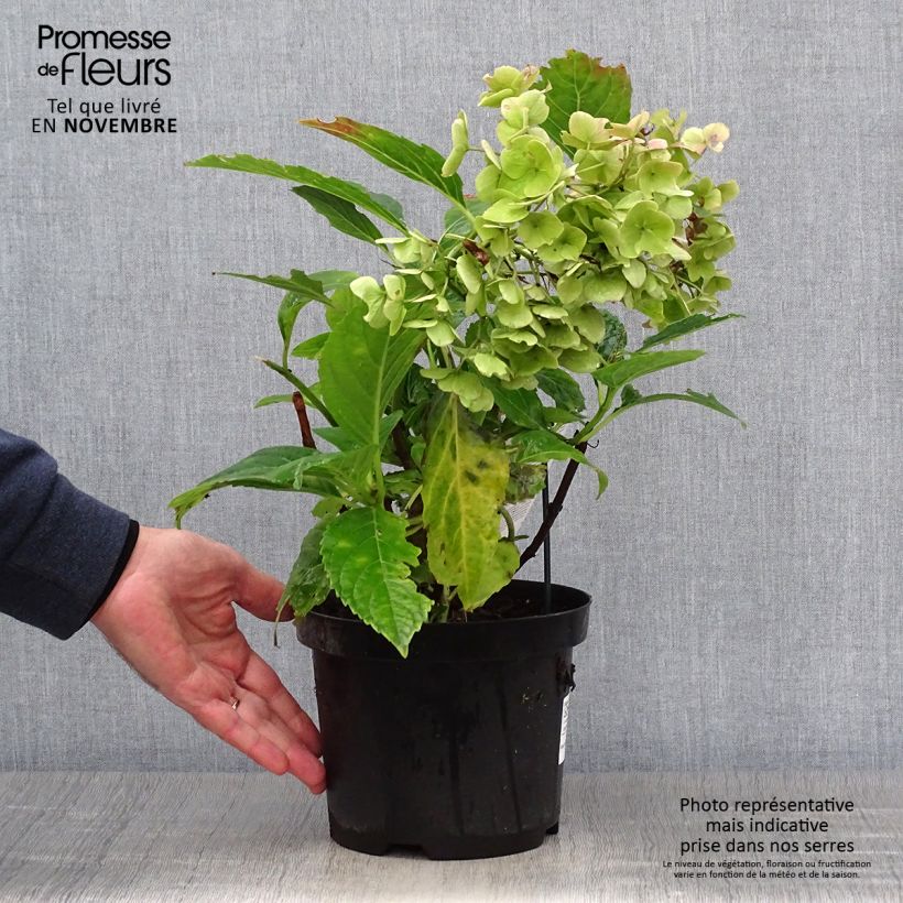 Spécimen de Hortensia - Hydrangea macrophylla Messalina Pot de 2L/3L tel que livré en automne