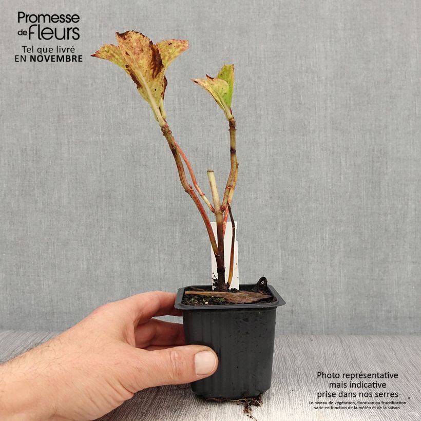 Spécimen de Hortensia - Hydrangea macrophylla Nikko Blue tel que livré en automne